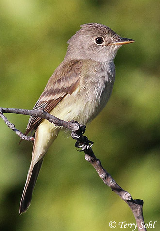 Willow Flycatcher - Empidonax traillii