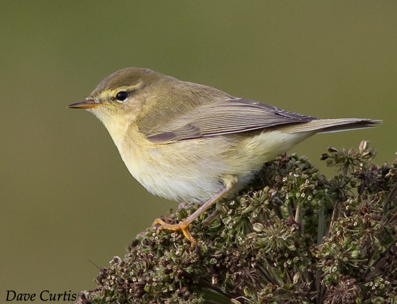 Willow Warbler - Phylloscopus trochilus