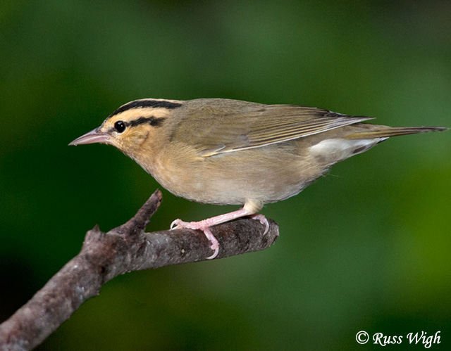 Worm-eating Warbler - Helmitheros vermivorum