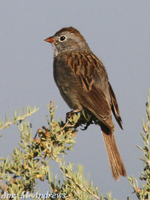 Worthen's Sparrow - Spizella wortheni