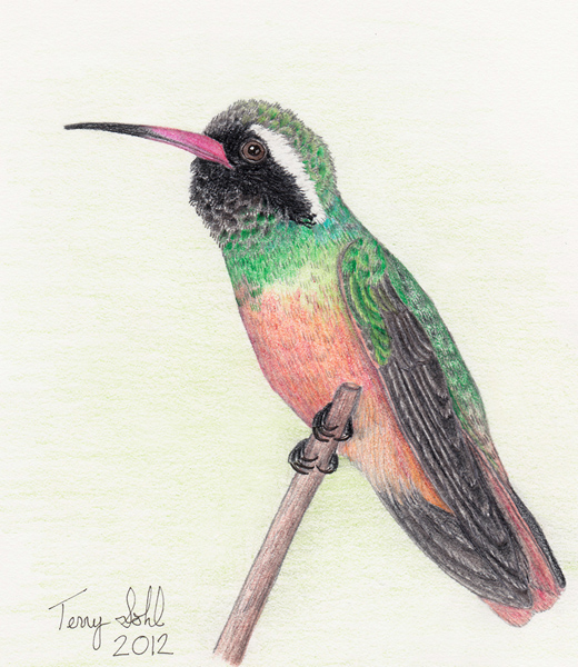 Xantu's Hummingbird - Hylocharis xantusii