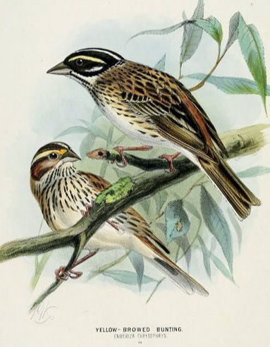 Yellow-browed Bunting - Emberiza chrysophrys