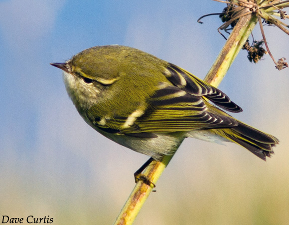 Yellow-browed Warbler - Phylloscopus inornatus