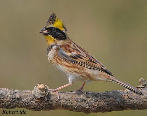 Yellow-throated Bunting - Emberiza elegans