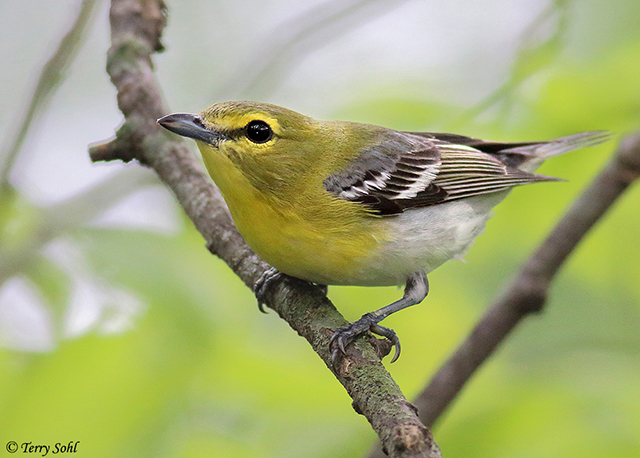 Yellow-throated Vireo - South Dakota Birds and Birding