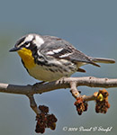 Yellow-throated Warbler - Setophaga dominica