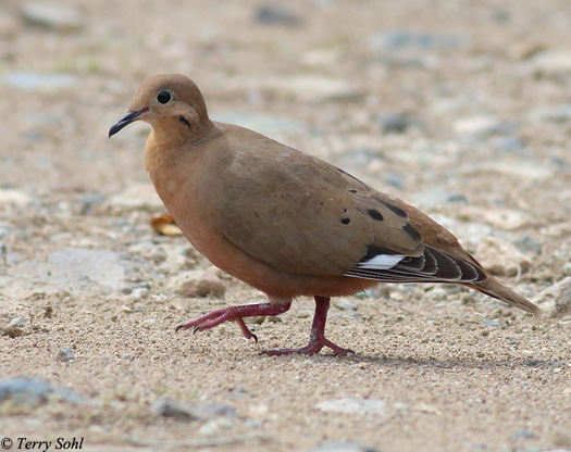 Zenaida Dove - Zenaida aurita