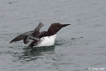 Common Murre - Uria aalge