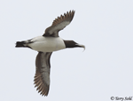 Common Murre - Uria aalge