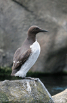 Common Murre - Uria aalge