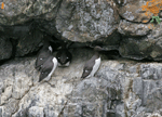 Common Murre - Uria aalge