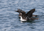 Common Murre - Uria aalge