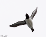 Common Murre - Uria aalge