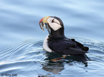 Horned Puffin - Fratercula corniculata