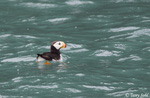 Horned Puffin - Fratercula corniculata