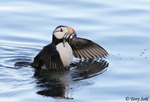 Horned Puffin - Fratercula corniculata