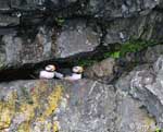Horned Puffin - Fratercula corniculata
