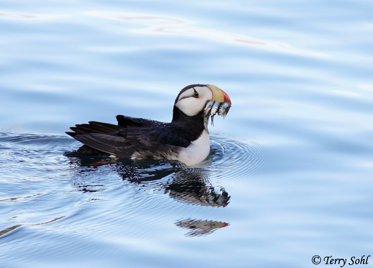 Horned Puffin Audubon Field Guide