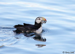 Horned Puffin - Fratercula corniculata