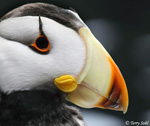 Horned Puffin - Fratercula corniculata