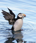 Horned Puffin - Fratercula corniculata