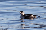 Marbled Murrelet 2 - Brachyramphus marmoratus