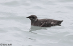 Marbled Murrelet 3 - Brachyramphus marmoratus