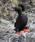 Pigeon Guillemot - Cepphus columba