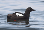 Pigeon Guillemot - Cepphus columba