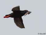 Pigeon Guillemot - Cepphus columba