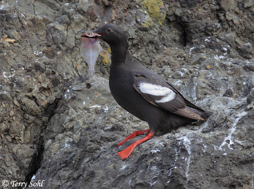 Photo of Pigeon Guillemot - Cepphus columba