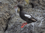 Pigeon Guillemot - Cepphus columba