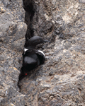 Pigeon Guillemot - Cepphus columba