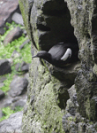 Pigeon Guillemot - Cepphus columba