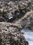 Pigeon Guillemot - Cepphus columba