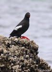 Pigeon Guillemot - Cepphus columba
