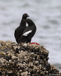 Pigeon Guillemot - Cepphus columba