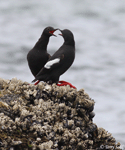 Pigeon Guillemot - Cepphus columba