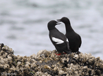Pigeon Guillemot - Cepphus columba