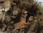 Tufted Puffin - Fratercula cirrhata