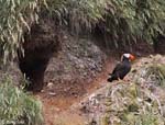 Tufted Puffin - Fratercula cirrhata