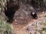 Tufted Puffin - Fratercula cirrhata