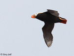 Tufted Puffin - Fratercula cirrhata