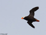 Tufted Puffin - Fratercula cirrhata