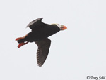 Tufted Puffin - Fratercula cirrhata