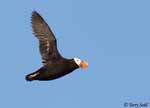 Tufted Puffin - Fratercula cirrhata