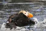 Tufted Puffin - Fratercula cirrhata