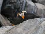 Tufted Puffin - Fratercula cirrhata