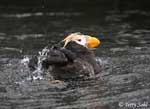 Tufted Puffin - Fratercula cirrhata