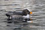 Tufted Puffin - Fratercula cirrhata